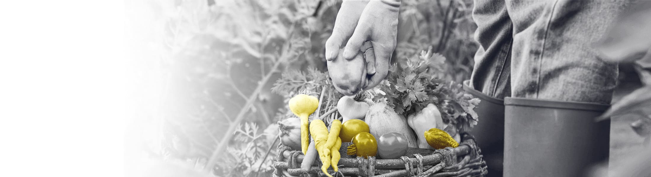 Crédits du site de Julie Courderot diététicienne nutritionniste de Solution Nutrition